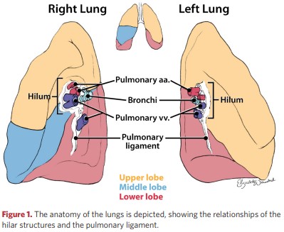 The anatomy of the lungs