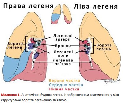 Анатомічна будова легень