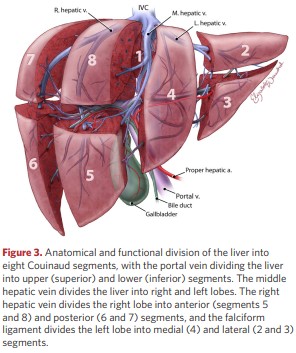 Anatomical and functional division of the liver