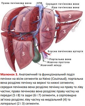 Анатомічний та функціональний поділ печінки на вісім сегментів за Квіно