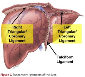 Suspensory ligaments of the liver