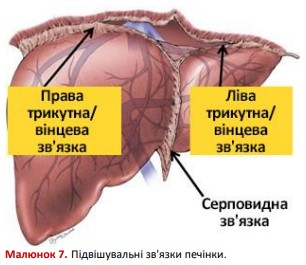 Підвішувальні зв'язки печінки