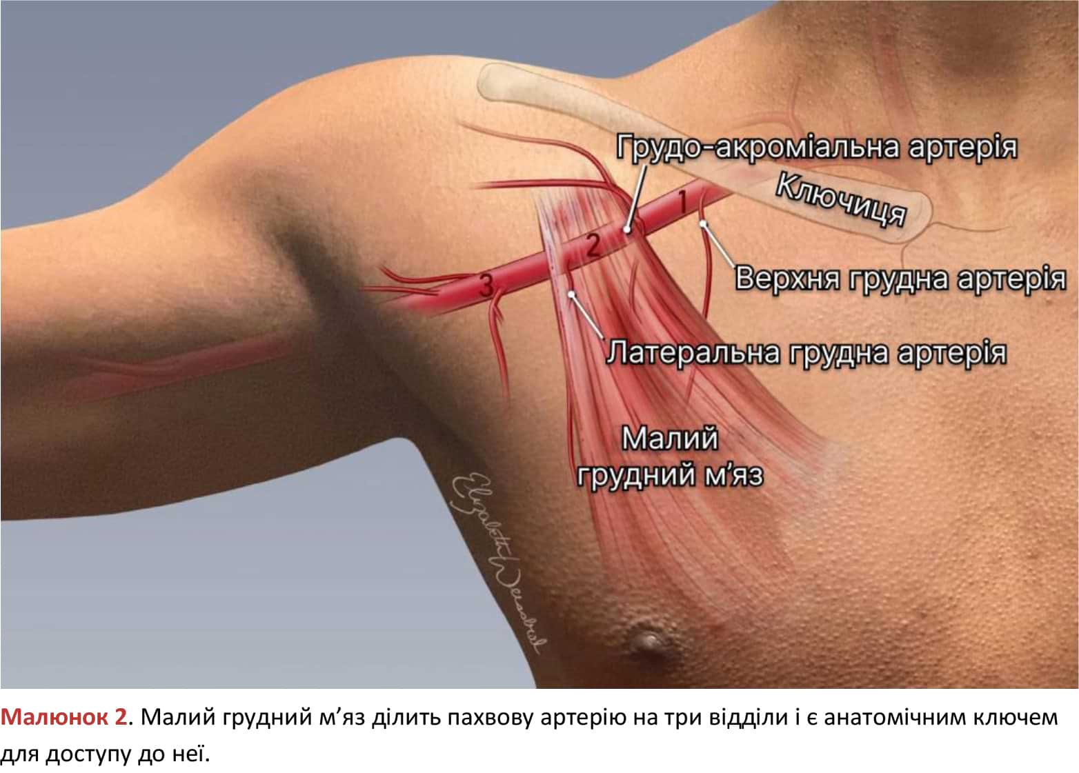 Анатомія малого грудного м'яза та пахвової артерії