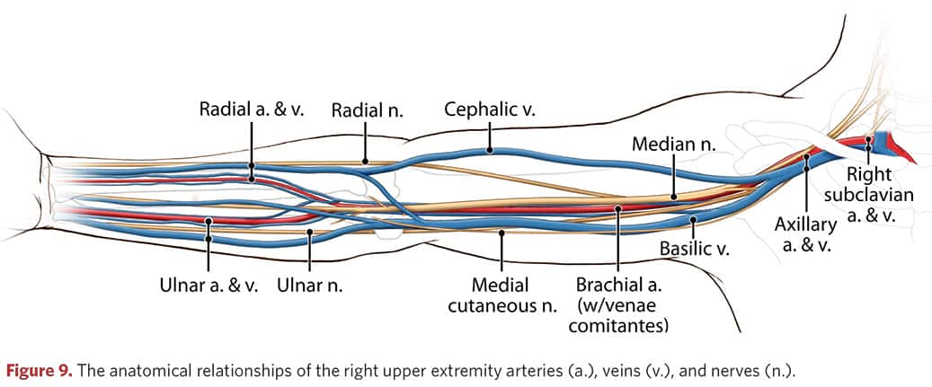 Anatomical correlation of arteries, veins and nerves of the right upper extremity