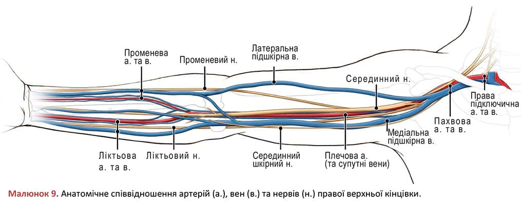 Анатомічне співвідношення артерій, вен та нервів правої верхньої кінцівки