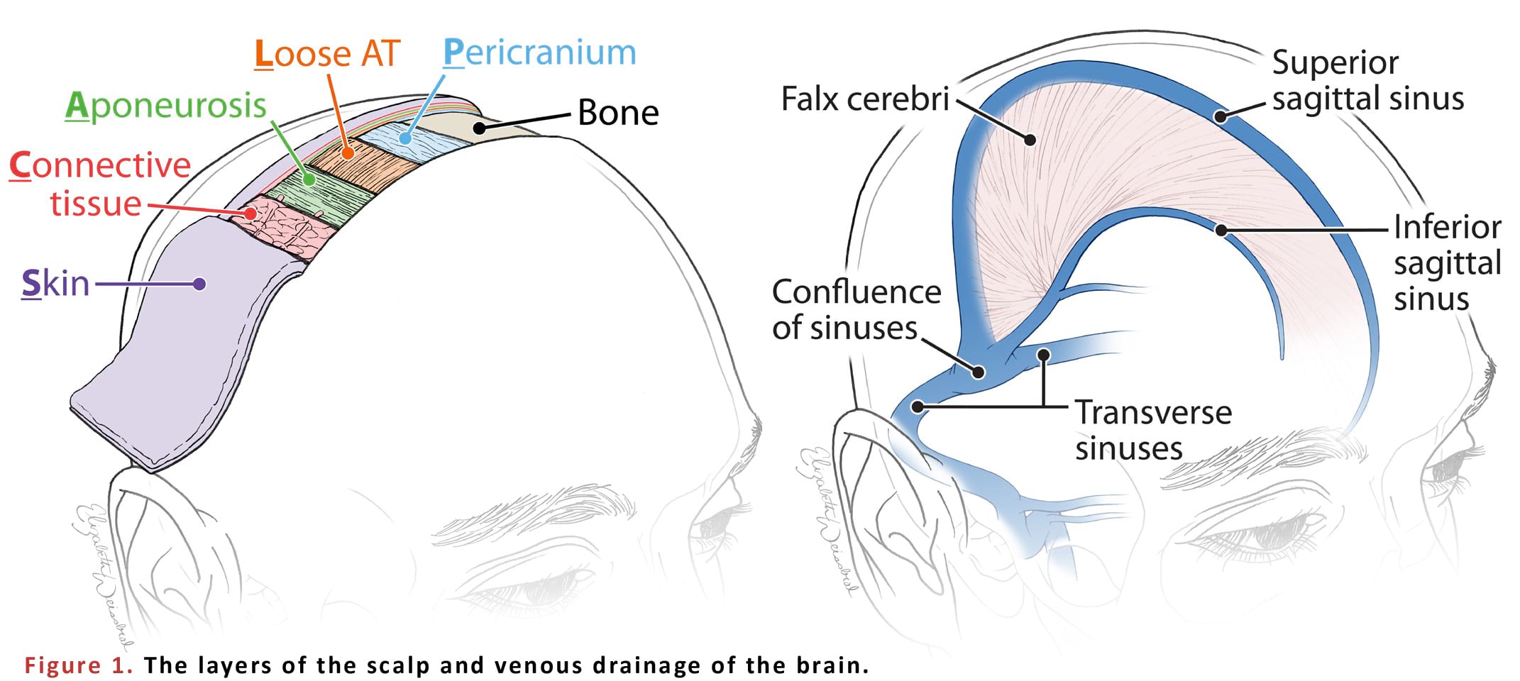 The layers of the scalp and venous drainage of the brain