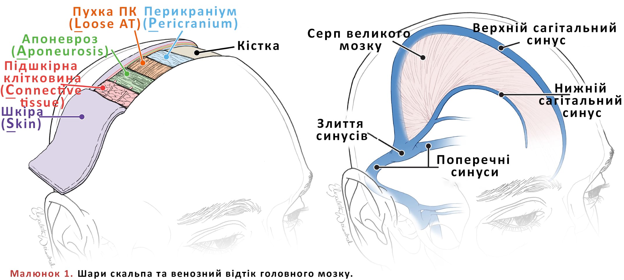 Шари скальпа та венозний відтік головного мозку