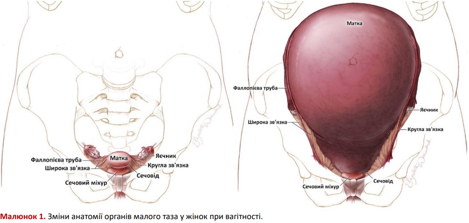 Зміни анатомії органів малого таза у жінок при вагітності