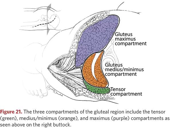 Three compartments of the gluteal area