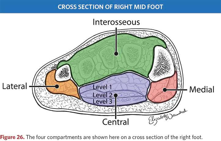 Four compartments in the cross-section of the right foot