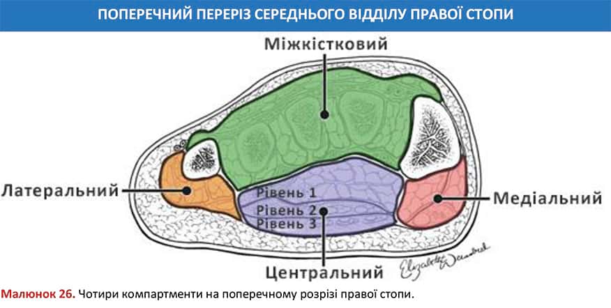 Чотири компартменти на поперечному розрізі правої стопи