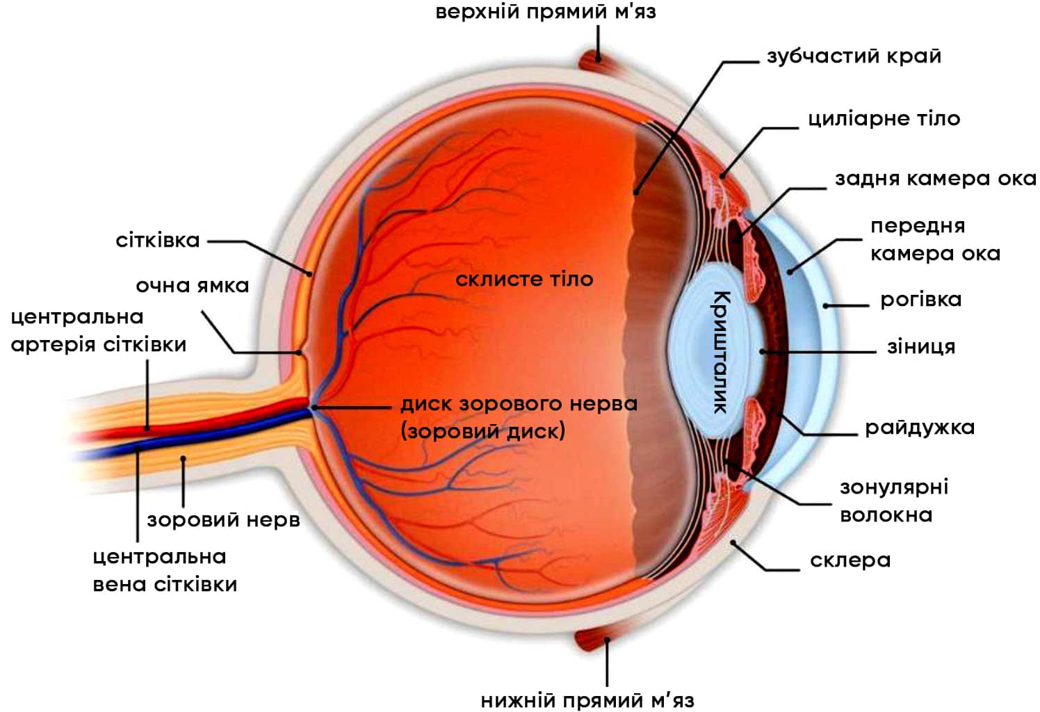 Анатомія ока