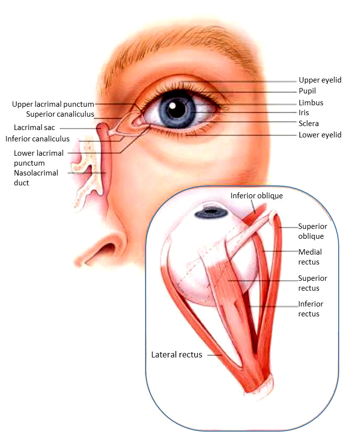 External landmarks and extraocular muscles of the eye