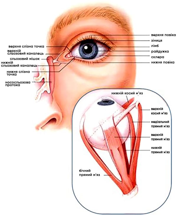 Зовнішні орієнтири та екстраокулярні м'язи ока