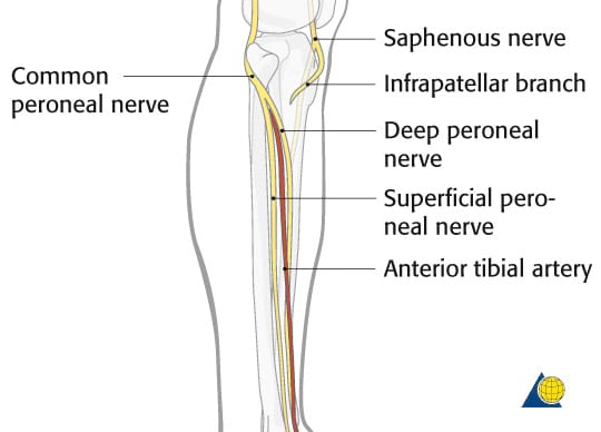Lateral view of tibia